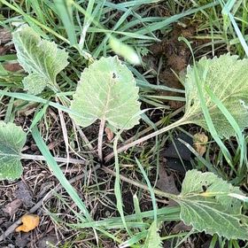 Photo of the plant species Clary Sage by @SirDeergrass34 named Lavender on Greg, the plant care app