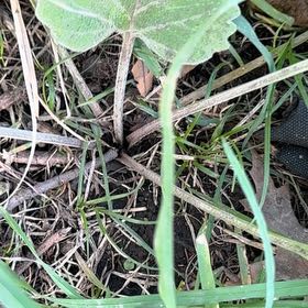 Photo of the plant species Buffalo Gourd by @SirDeergrass34 named Delilah on Greg, the plant care app