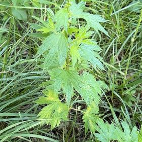 Photo of the plant species Leonurus Cardiaca by @SirDeergrass34 named Austen on Greg, the plant care app