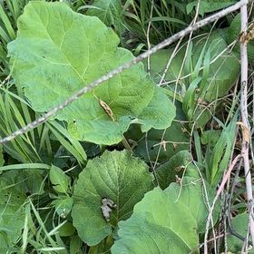 Photo of the plant species Lesser Burrdock by @SirDeergrass34 named Nithin on Greg, the plant care app
