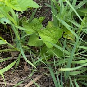 Photo of the plant species Common Blue Violet by @SirDeergrass34 named Sanders on Greg, the plant care app