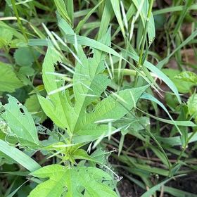 Photo of the plant species Giant Ragweed by @SirDeergrass34 named Kendall on Greg, the plant care app
