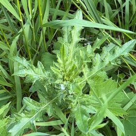 Photo of the plant species Wormseed by @SirDeergrass34 named Kylie on Greg, the plant care app