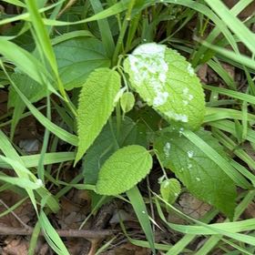 Photo of the plant species Ramie Chinese Grass by @SirDeergrass34 named Spike Leaves on Greg, the plant care app