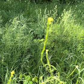 Photo of the plant species Common Buttercup by @SirDeergrass34 named Bruce Lee on Greg, the plant care app