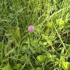 Photo of the plant species Red Clover by @SirDeergrass34 named Robert Plant on Greg, the plant care app