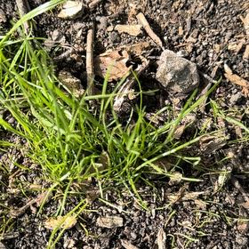 Photo of the plant species Poa Annua by @SirDeergrass34 named Bigleef Smalls on Greg, the plant care app