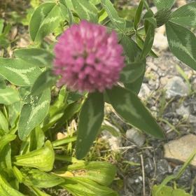 Photo of the plant species Red Clover by @NeatRuby48 named Xena on Greg, the plant care app