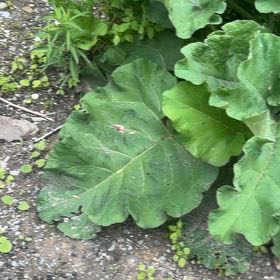 Photo of the plant species Great Burdock by @NeatRuby48 named Sanders on Greg, the plant care app