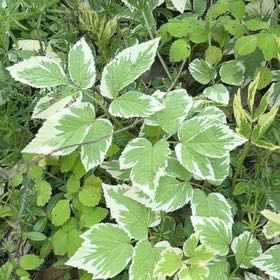 Photo of the plant species Bishop's Goutweed by @NeatRuby48 named Kardashian on Greg, the plant care app
