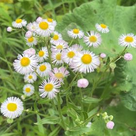 Photo of the plant species Philadelphia Fleabane by @NeatRuby48 named Elle on Greg, the plant care app