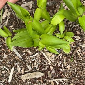 Photo of the plant species Yellow Clintonia by @WinAtom38 named Figyonce on Greg, the plant care app