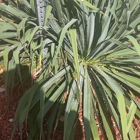 Photo of the plant species Adam's Needle by @ZippyDogrose32 named Queen on Greg, the plant care app
