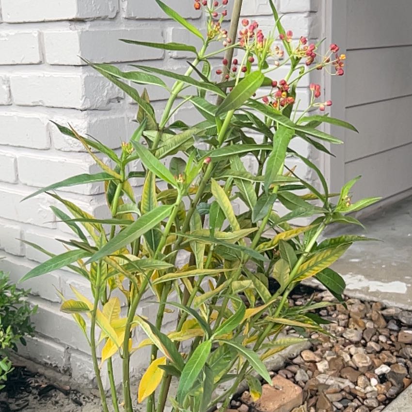 Photo of the plant species Scarlet Milkweed by @NewFreesia10 named Fernie Mac on Greg, the plant care app