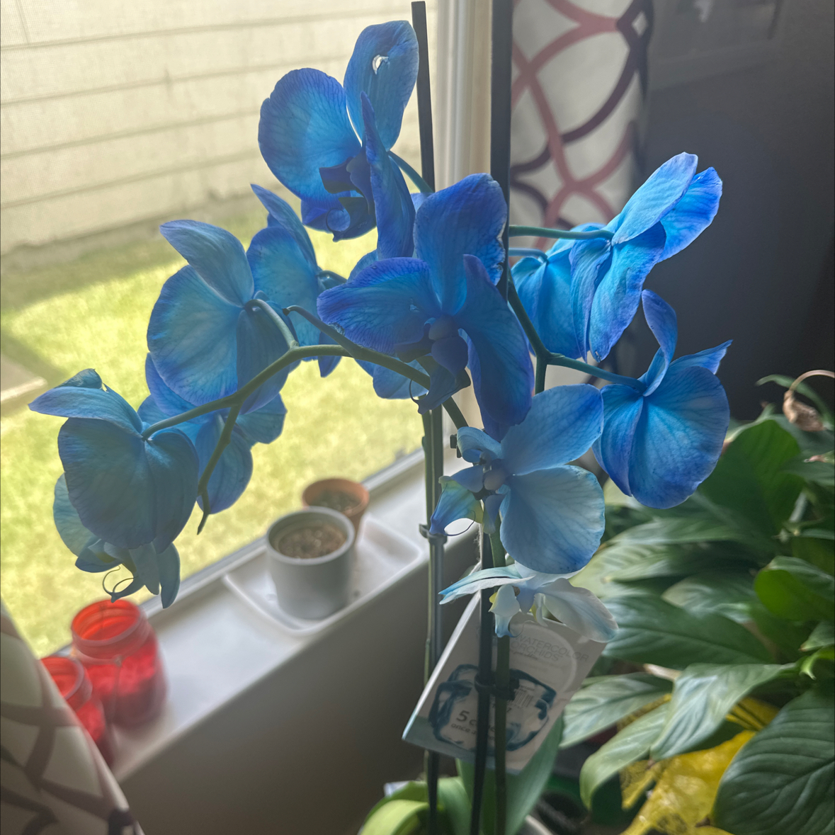 Bluey