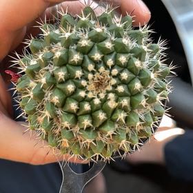 Photo of the plant species Silver Arrows Cactus by @DaringTawa55 named George on Greg, the plant care app