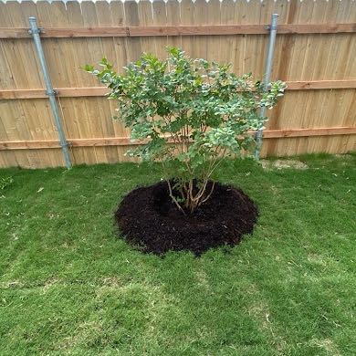Photo of the plant species Cape Myrtle by @HipEncina41 named Bigleef Smalls on Greg, the plant care app