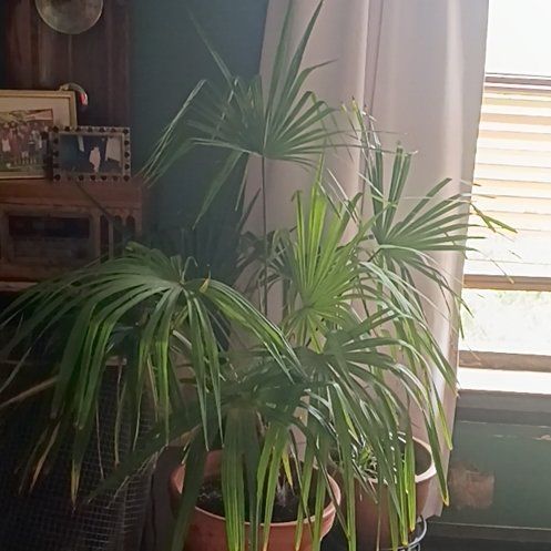 Photo of the plant species Chinese Fan Palm by @FacilelyFord15 named ChloroPhil on Greg, the plant care app