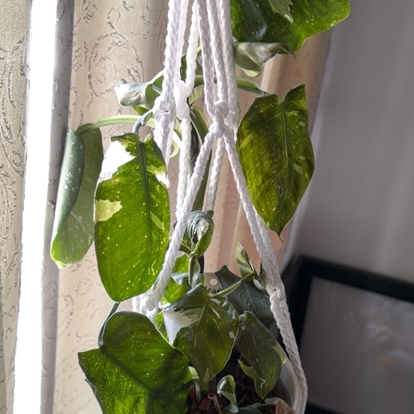 Photo of the plant species Philodendron 'White Wizard' by @FairChamisa50 named Ronaldo on Greg, the plant care app