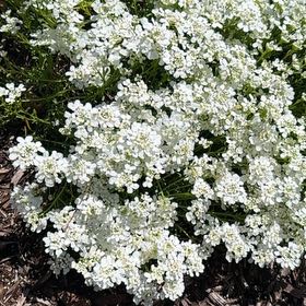Photo of the plant species Evergreen Candytuft by @SpicySnowrose61 named Orwell on Greg, the plant care app