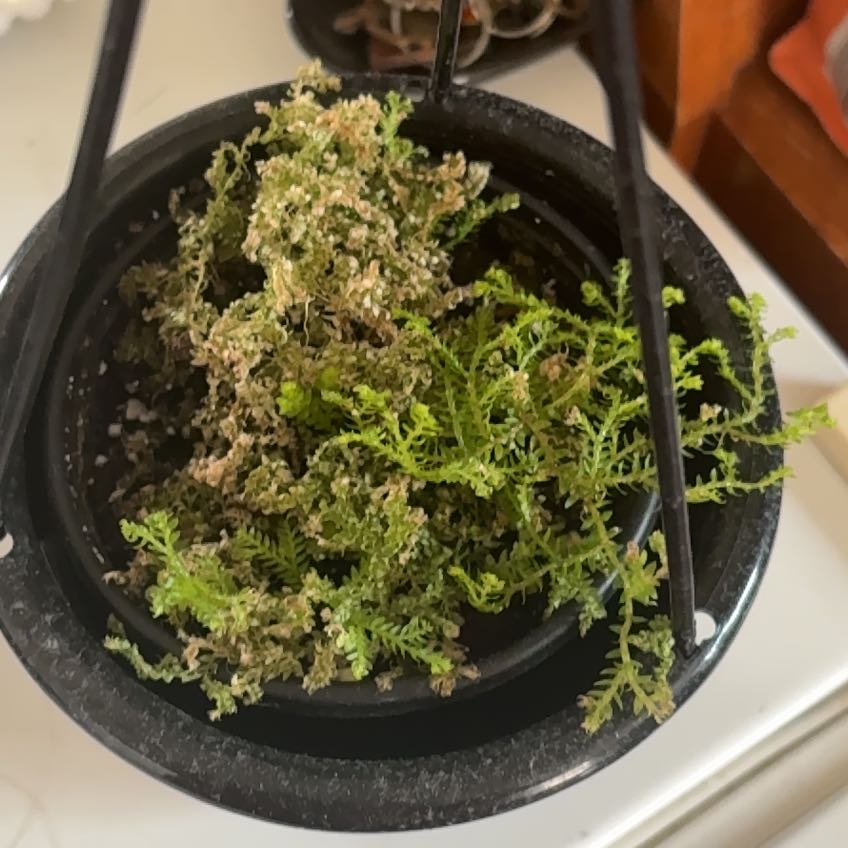 Photo of the plant species Moss Fern by @PlentifulWeed16 named Lebron on Greg, the plant care app