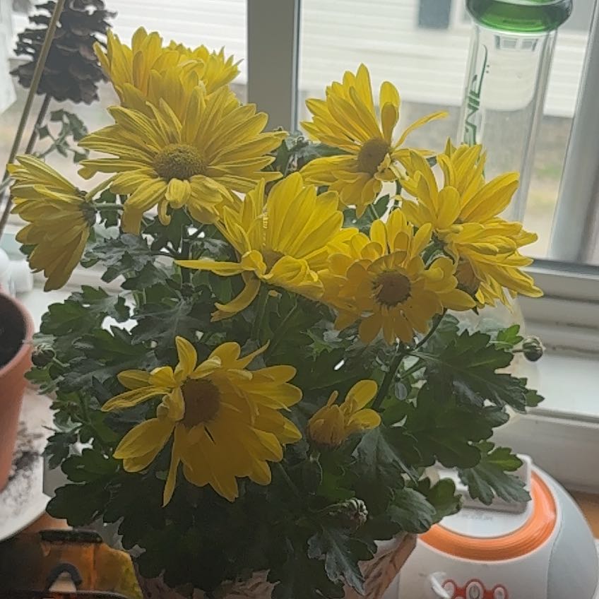 Photo of the plant species Crown Daisy by @PlentifulWeed16 named Elle on Greg, the plant care app