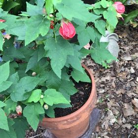 Photo of the plant species Redvein Abutilon by @SassyLantana65 named Miley on Greg, the plant care app
