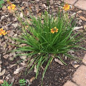 Photo of the plant species Orange Bulbine by @SassyLantana65 named Keanu Leaves on Greg, the plant care app