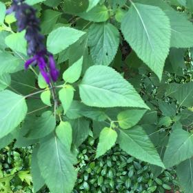 Photo of the plant species Anise-Scented Sage by @SassyLantana65 named Pax on Greg, the plant care app