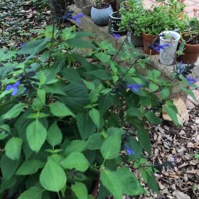 Photo of the plant species Anise-Scented Sage by @SassyLantana65 named Kesha on Greg, the plant care app