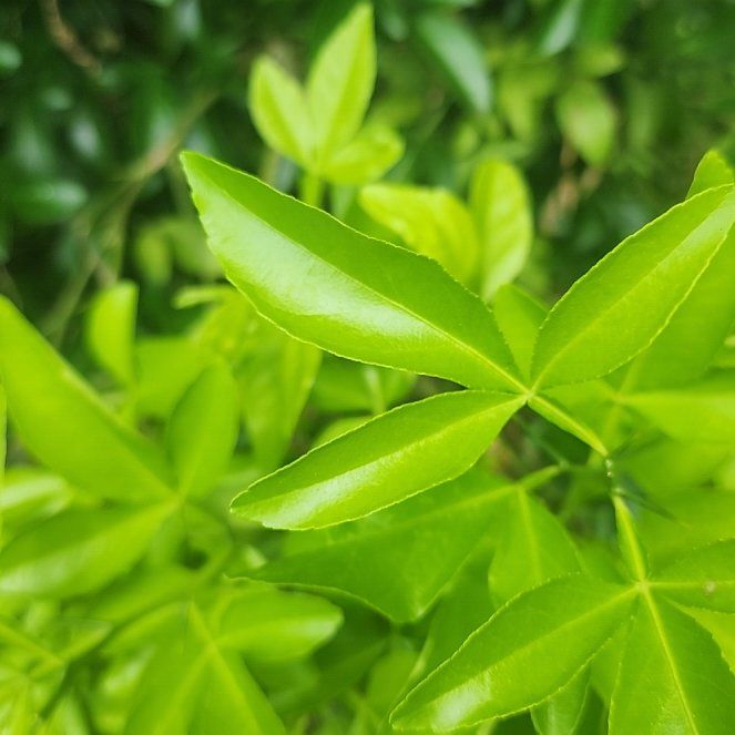 Photo of the plant species Hardy Orange by @NoblePurei29 named Marilyn on Greg, the plant care app