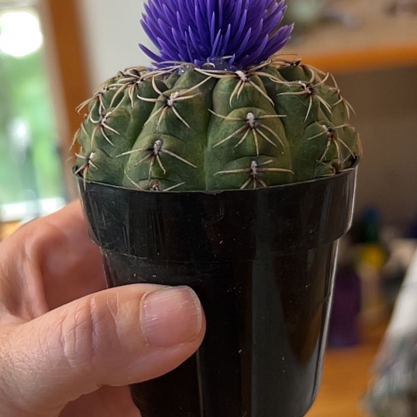 Photo of the plant species Cardoon by @TutorBaibua21 named Bella on Greg, the plant care app