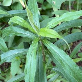 Photo of the plant species Rough Canada Goldenrod by @ElderShallot71 named Mochi on Greg, the plant care app