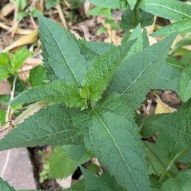 Photo of the plant species Smooth Oxeye by @ElderShallot71 named Beyonce on Greg, the plant care app