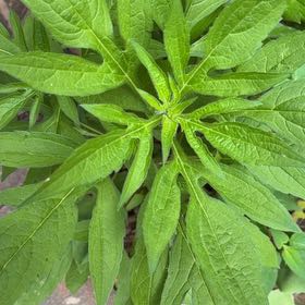 Photo of the plant species Giant Ragweed by @ElderShallot71 named Lavender on Greg, the plant care app
