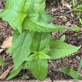 Photo of the plant species Smooth Oxeye by @ElderShallot71 named Robert Plant on Greg, the plant care app
