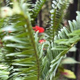 Photo of the plant species Western Swordfern by @ElderShallot71 named Duke on Greg, the plant care app