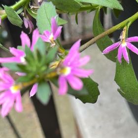 Photo of the plant species Scaevola Aemula by @ElderShallot71 named Delilah on Greg, the plant care app