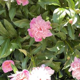 Photo of the plant species Chinese Peony by @ElderShallot71 named Wall-E on Greg, the plant care app