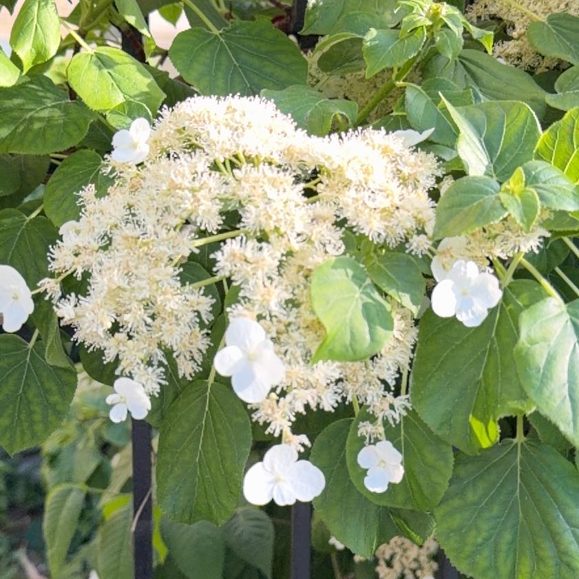 Photo of the plant species Ashy Hydrangea by @ElderShallot71 named Gobi on Greg, the plant care app