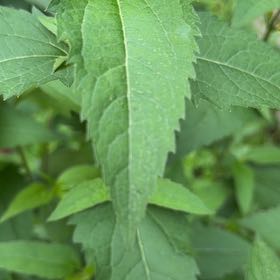 Photo of the plant species Smooth Oxeye by @ElderShallot71 named Orwell on Greg, the plant care app