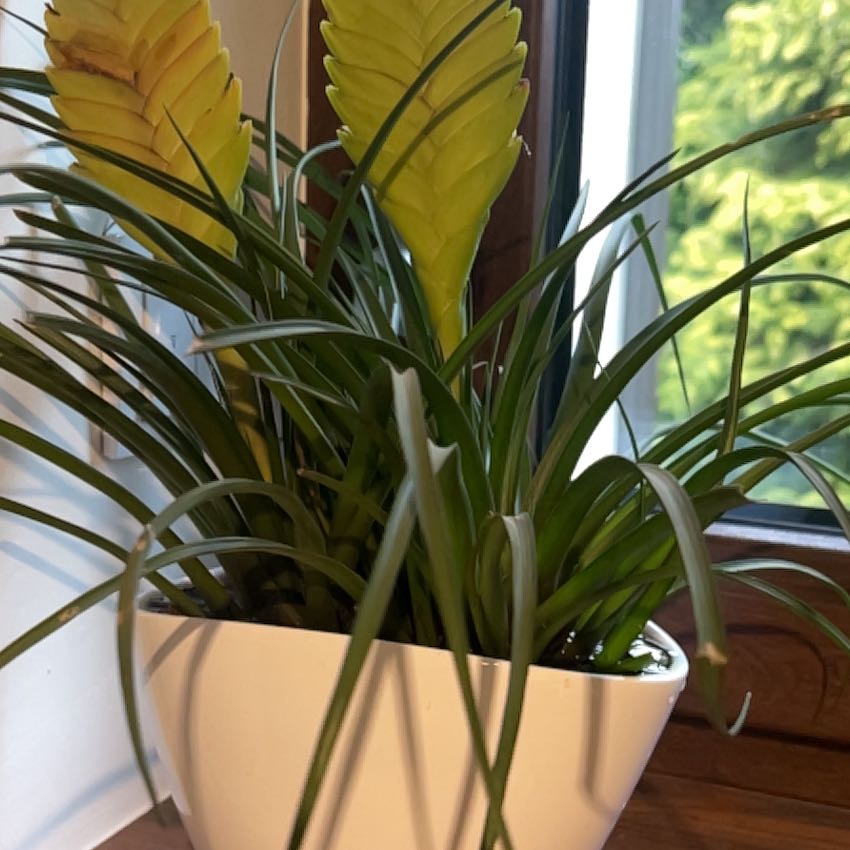 Photo of the plant species Pink Quill by @KookyMum48 named Bodhi on Greg, the plant care app