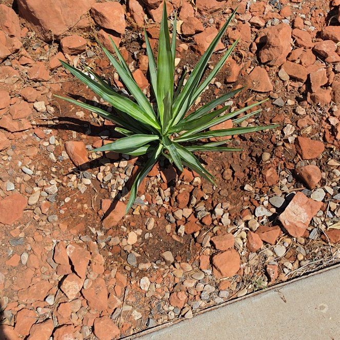 Photo of the plant species Aloe Yucca by @ProShallot78 named Sahara on Greg, the plant care app