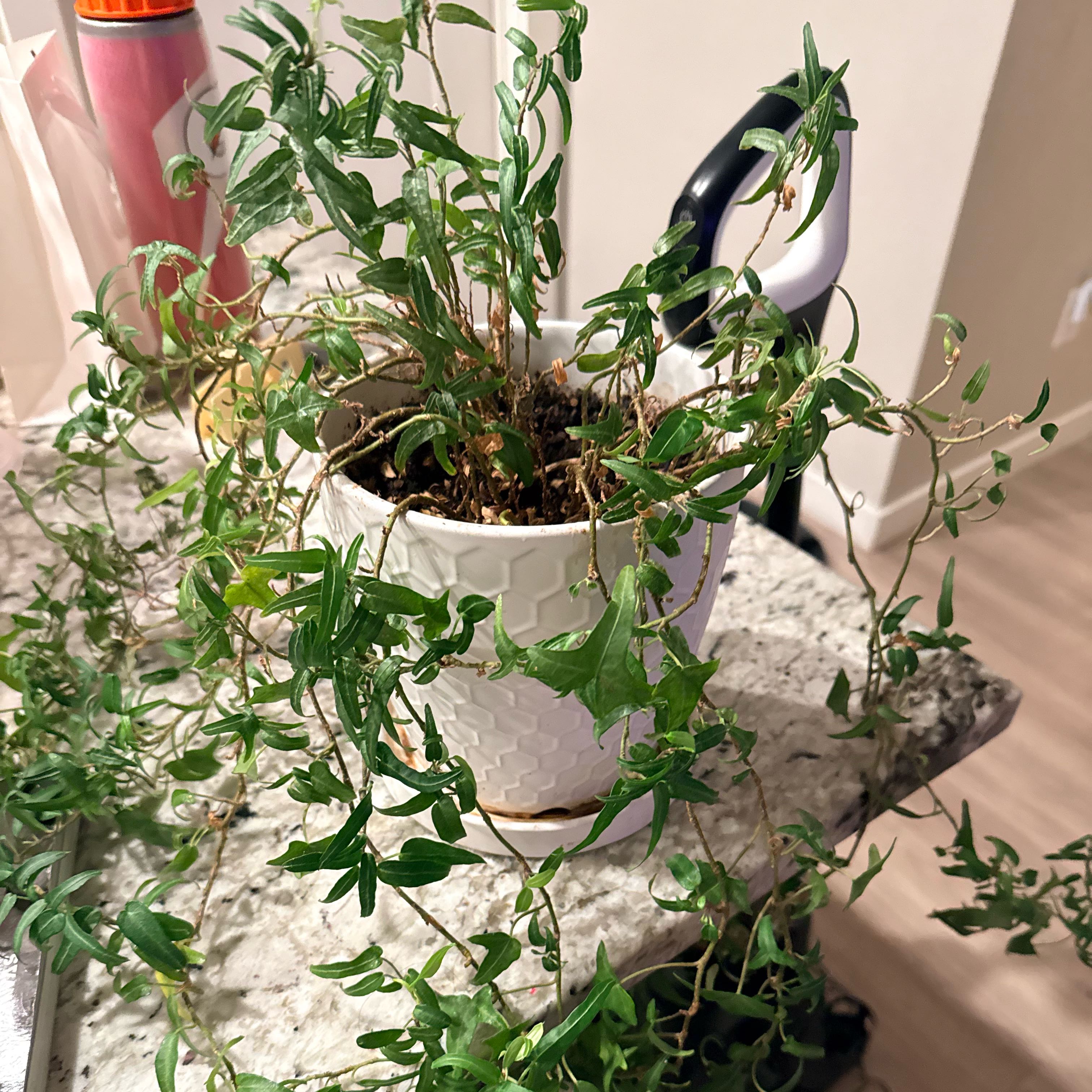 Photo of the plant species Corkscrew Willow by @WarmMaleberry50 named Harper on Greg, the plant care app
