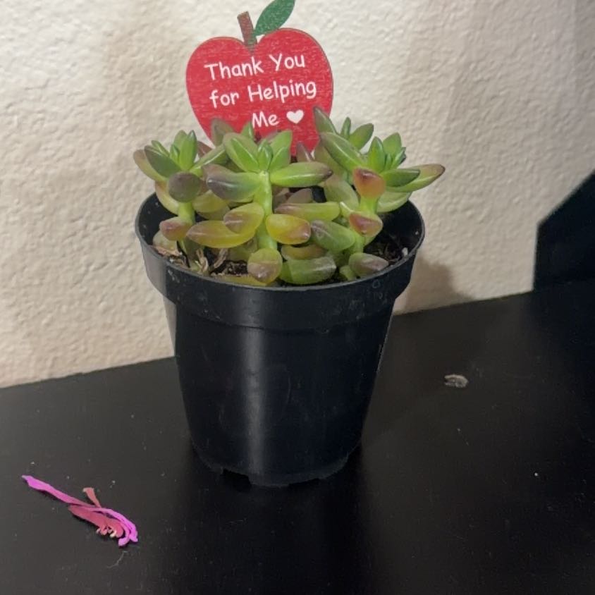 Photo of the plant species Sedeveria 'Jet Beads' by @YeahCowshorn25 named Remington on Greg, the plant care app