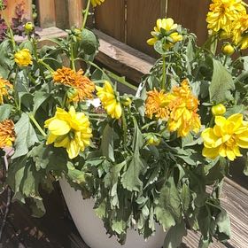 Photo of the plant species Coneflower by @TrustyYellowgum named Luna on Greg, the plant care app