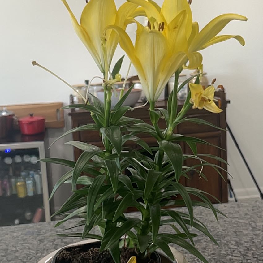 Photo of the plant species Easter Lily by @TryBearsear37 named Luna on Greg, the plant care app