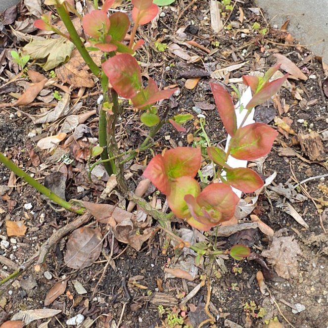Photo of the plant species Black Highbush Blueberry by @ChicLlavea4 named Shakira on Greg, the plant care app