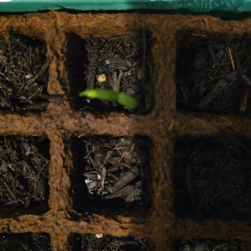 Photo of the plant species Early Jalapeno Pepper by @ArtisanAgave41 named Marley on Greg, the plant care app