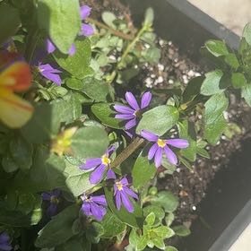 Photo of the plant species Scaevola Aemula by @AgelessFern81 named Messi - front doo on Greg, the plant care app